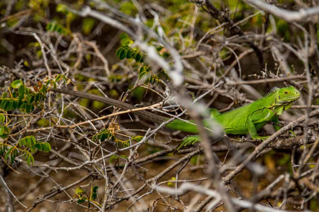 Grüner Leguan auf Petite-Terre in der Karibik